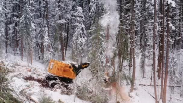 近くの森の中でドローンクレーンを見たマニピュレータ木材伐採機は大きな松の木を切り取り 雪は劇的な効果で木から落ちる — ストック動画