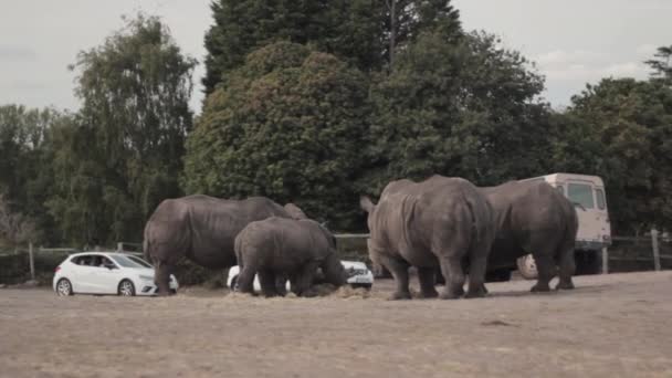 Amplio Espacio Del West Midlands Safari Park Inglaterra Cuatro Rinocerontes — Vídeo de stock