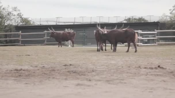 Herde Von Ankole Watusi Gehege Des West Midlands Safari Park — Stockvideo