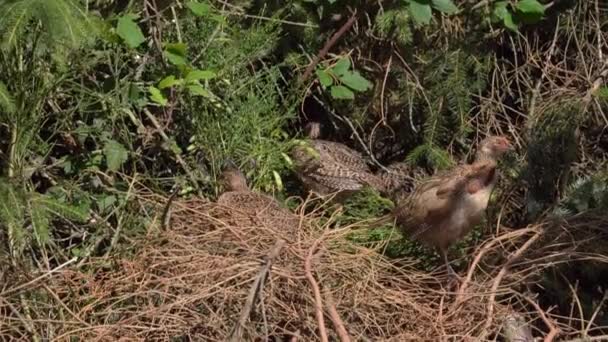 Pheasants Berleher Cincin Muda Mencari Makan Dan Nesting Dalam Kering — Stok Video