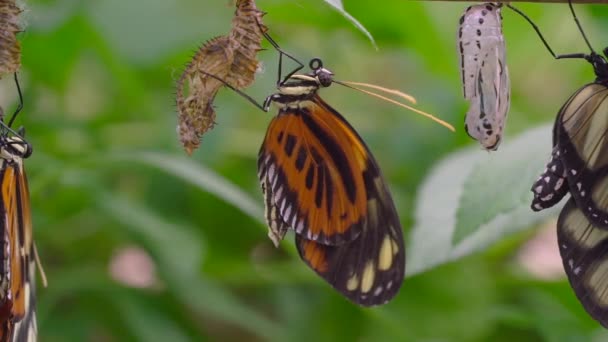 Close Monarca Farfalla Hatching — Video Stock