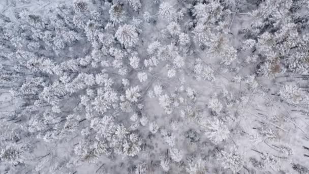드론은 눈으로 소나무들이 눈덮인 공중에서 내려다 — 비디오