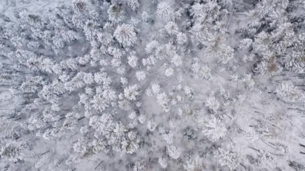 Roll Drone Arriba Hacia Abajo Vista Aérea Del Bosque Nevado — Vídeo de stock