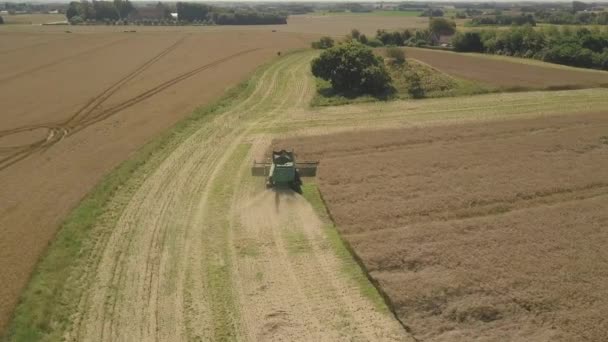 Aerial Drone Widok Kombajn Rolniczy Połączyć Polu Rzepakowym — Wideo stockowe