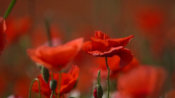 Close Blooming Red Poppies Movendo Vento Movimento Lento Foco Seletivo — Vídeo de Stock