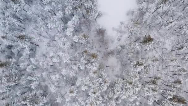 Drone Vue Aérienne Haut Vers Bas Déplace Rapidement Sur Forêt — Video