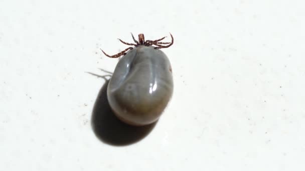 Isolated Single Big Fat Tick White Surface Close — Stock Video