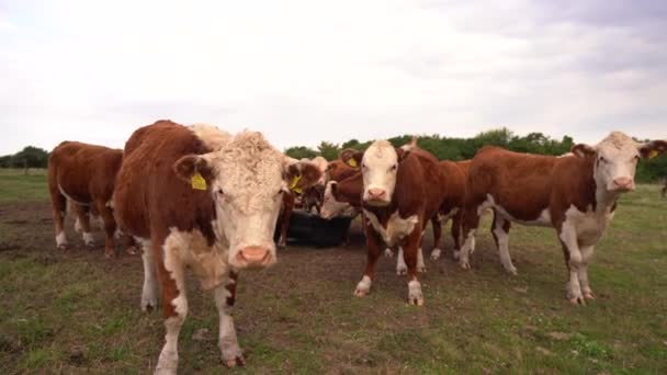 農場で牛カメラの前で立ち — ストック動画
