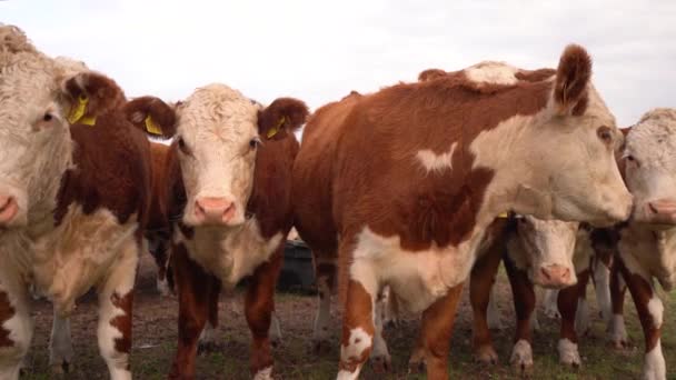 カメラに面したフィールドには Herford Cowsが並んでいます 閉めて — ストック動画