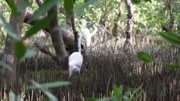 Twee Grote Witte Grets Colombiaanse Mangrove — Stockvideo