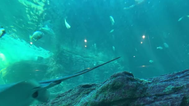 Rochen Und Muskelkater Schwimmen Der Nähe Eines Felsens Aquariumbecken — Stockvideo