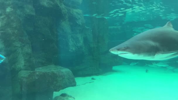 捕食者鱼缸里有两条鲨鱼 在一个保护网里有一个潜水员在清理鱼缸 — 图库视频影像