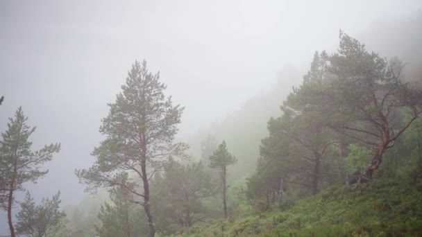 Foggy Forest Early Morning Mountains Široký — Stock video