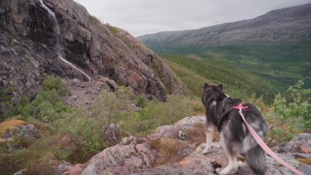 山と滝を見る崖の端に立っリーシュにアラスカのMalamute犬 ワイド — ストック動画