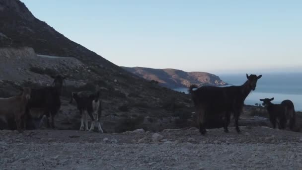 Grupo Cabras Borde Del Acantilado Con Vista Panorámica Del Mar — Vídeos de Stock