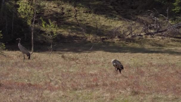 Common Crane Birds Standing Grassland Summer Wide — Stock Video