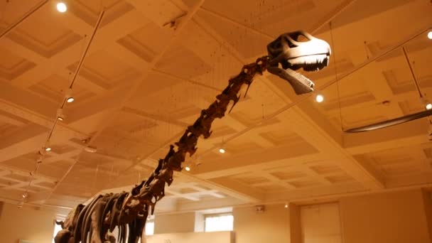 Dinosaurus Kostlivec Muzejní Výstavě Dinosaurech — Stock video