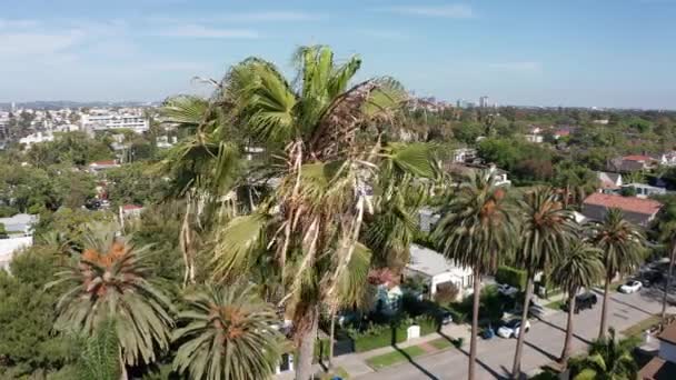 Luftaufnahme Puppen Eine Palme Herum Downtown Los Angeles Von Highland — Stockvideo