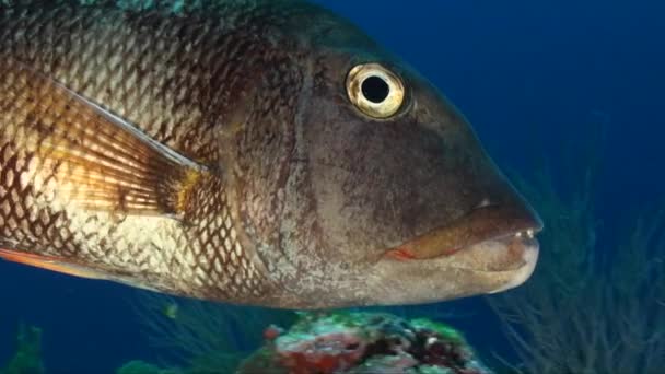 Big Brown Grouper Passing Camera Super Close — Stock Video