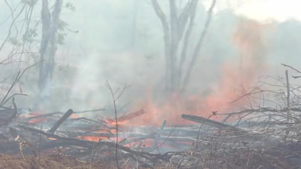 Tierra Quema Cuando Calentamiento Global Deforestación Resultan Incendios Forestales Selva — Vídeos de Stock