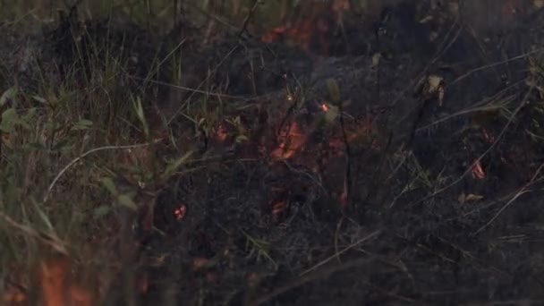 Gebüsch Amazonas Regenwald Brennt Während Einer Dürre Die Durch Abholzung — Stockvideo