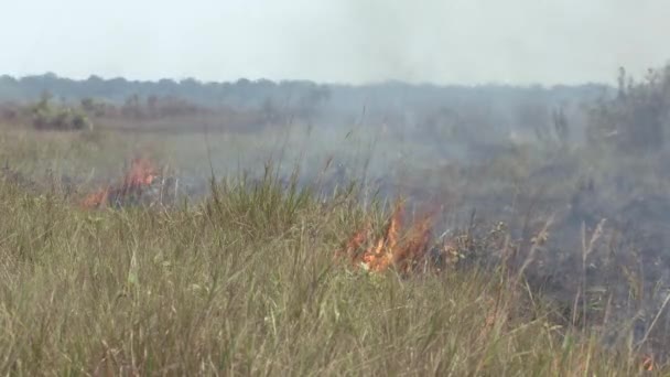 Sikat Api Tepi Hutan Hujan Amazon Dari Kekeringan Yang Disebabkan — Stok Video