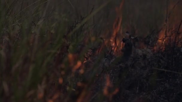 Sucho Odlesňování Následek Požáry Amazonském Deštném Pralese Panting Shot Burning — Stock video