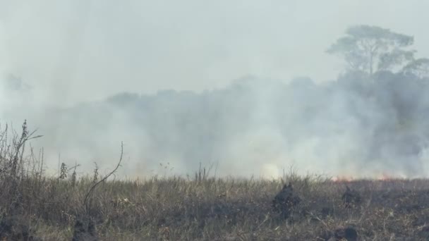 Incendios Forestales Propagaron Través Hierba Seca Una Sequía Selva Amazónica — Vídeos de Stock