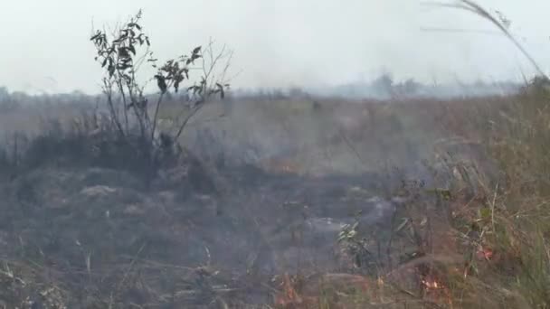 Чисті Пожежі Спричинені Вирубанням Лісів Посухою Нищать Тропічні Ліси Амазонії — стокове відео