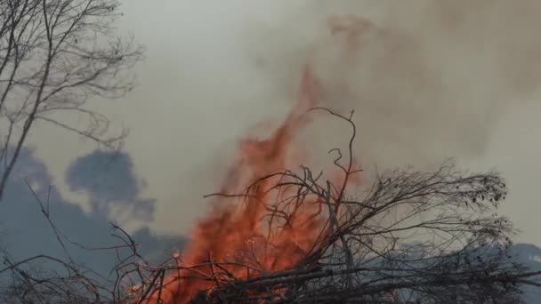 Пожежі Джунглях Амазонії Результатом Глобального Потепління Вирубки Лісів — стокове відео