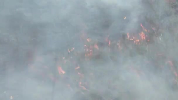 Abholzung Verursacht Dürre Die Flächenbränden Amazonas Regenwald Führt — Stockvideo