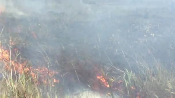 Bomberos Devuelven Fuego Para Tratar Controlar Incendio Forestal Selva Amazónica — Vídeos de Stock