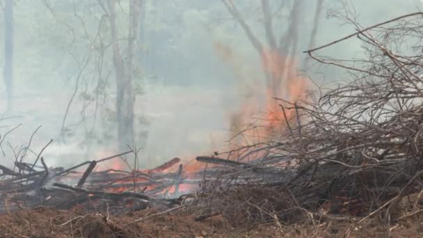 Incendio Envuelve Selva Amazónica Mientras Deforestación Toma Peaje — Vídeos de Stock