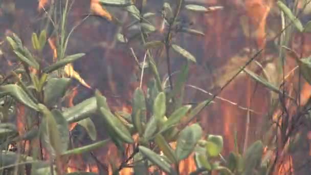 Las Llamas Propagaron Través Del Bosque Seco Durante Una Sequía — Vídeos de Stock
