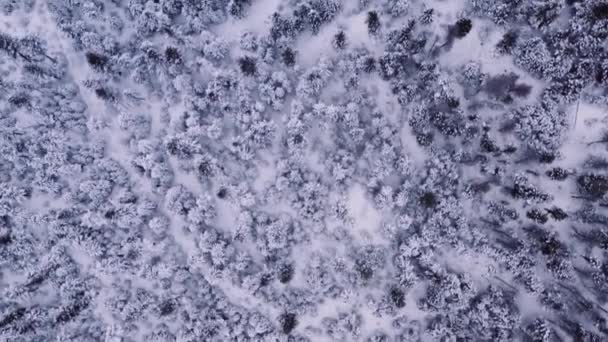 Drone Aéreo Disparado Volando Sobre Nieve Congelada Cubierto Bosque Maduro — Vídeo de stock