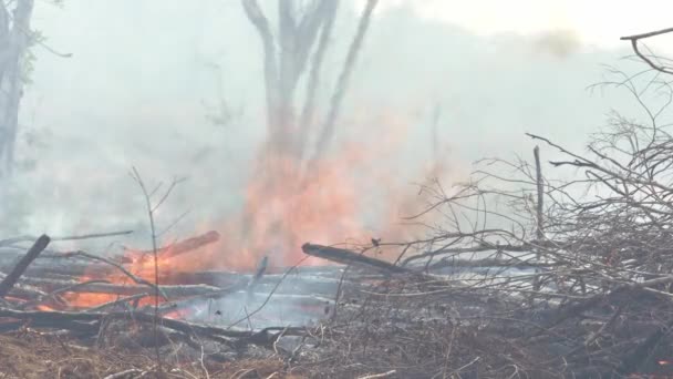 Πυρκαγιές Οργής Στο Τροπικό Δάσος Του Αμαζονίου Που Προκαλούνται Από — Αρχείο Βίντεο