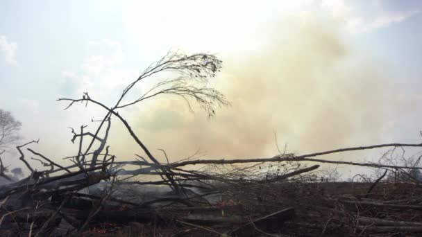 Cepillo Humeante Humeante Selva Amazónica Tras Incendio Forestal — Vídeos de Stock