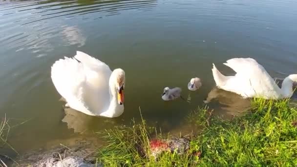 Лебединая Семья Тремя Детьми Плавает Пруду Ищет Еду Пока Ловил — стоковое видео