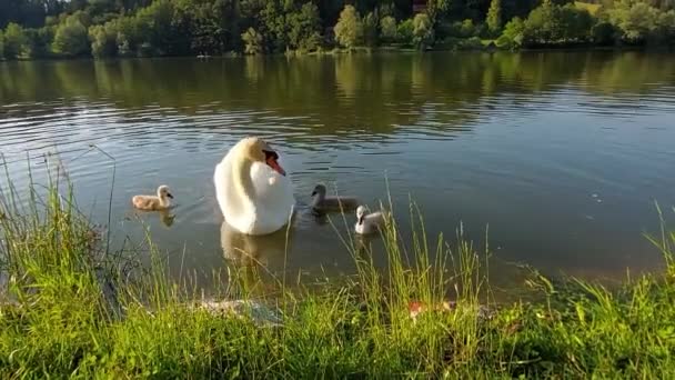 Une Famille Cygnes Avec Trois Bébés Nage Dans Étang Cherche — Video