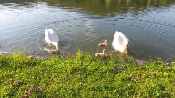 一只天鹅一家人带着三个孩子在池塘里游泳 在绿草湖畔觅食 — 图库视频影像