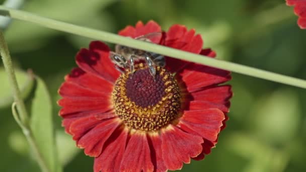 ミツバチが赤い花を授粉し蜜を食べる姿を間近で見ることができます 自然の不思議 スローモーショントップビューショット — ストック動画