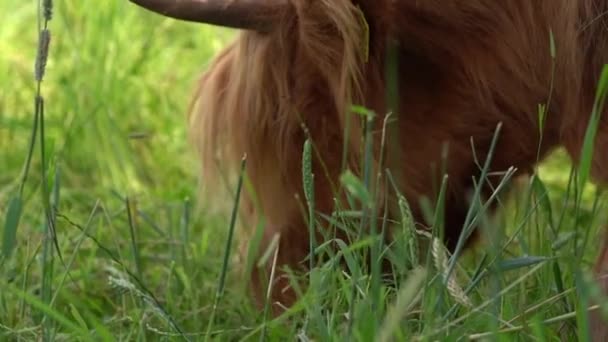 Highland Cattle Cow Grassing Low Angle Side Close — Stock Video