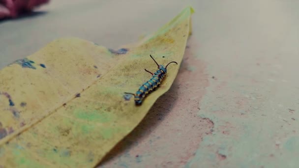 Monarch Vlinder Rups Kruipen Een Geel Blad — Stockvideo