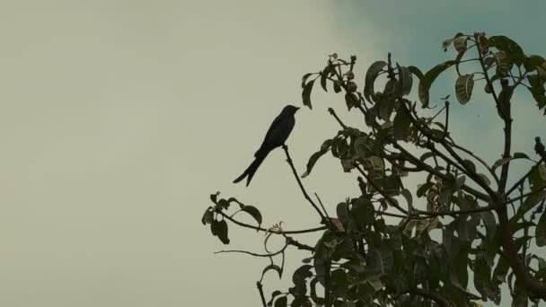 Pájaro Paseriforme Asiático Drongo Negro Árbol Mango Atacando Insectos — Vídeo de stock