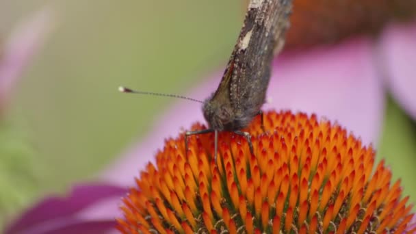 Una Pequeña Tortuga Mariposa Comiendo Néctar Naranja Coneflower Macro Shot — Vídeos de Stock