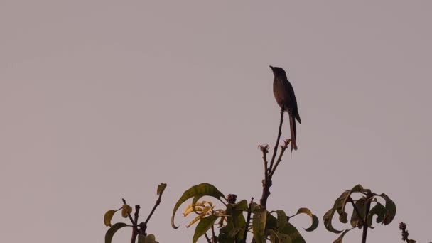 Zbliżenie Czarnego Drongo Asian Passerine Bird Tree Facing Sun Raw — Wideo stockowe