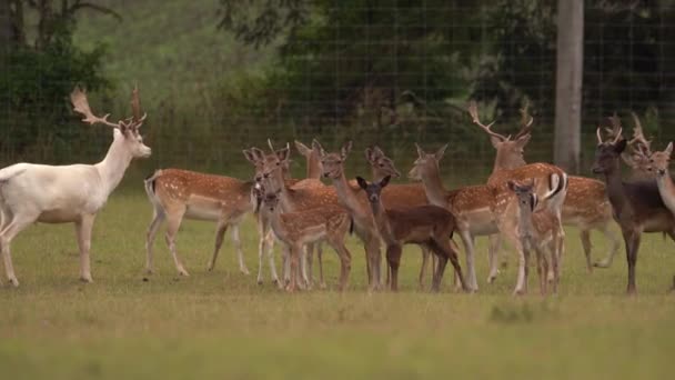 Herd European Fallow Deers Com Albino Solitário Campo Durante Dia — Vídeo de Stock