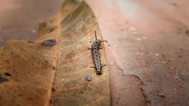 Primer Plano Una Oruga Negra Amarilla Sobre Una Hoja Mango — Vídeos de Stock