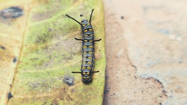 Monarch Butterfly Caterpillar Rastejando Uma Folha — Vídeo de Stock