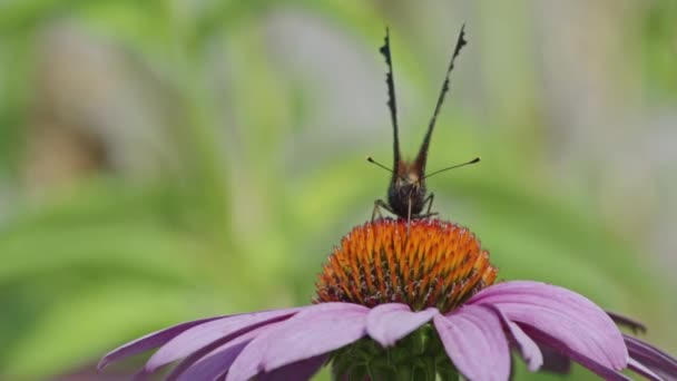 オレンジ色の花から蜜を食べる小さな亀甲蝶 マクロ静的ショット 正面図 — ストック動画